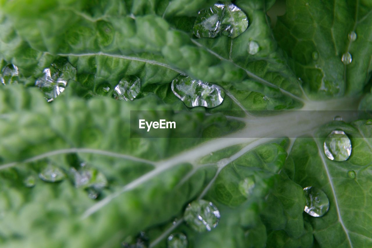 Close-up of raindrops on leaves