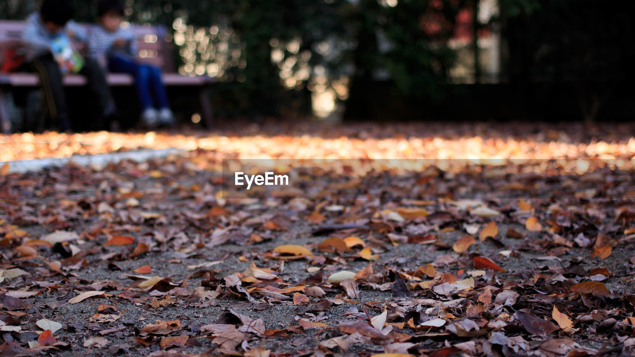 Close-up of fallen autumn leaves in forest