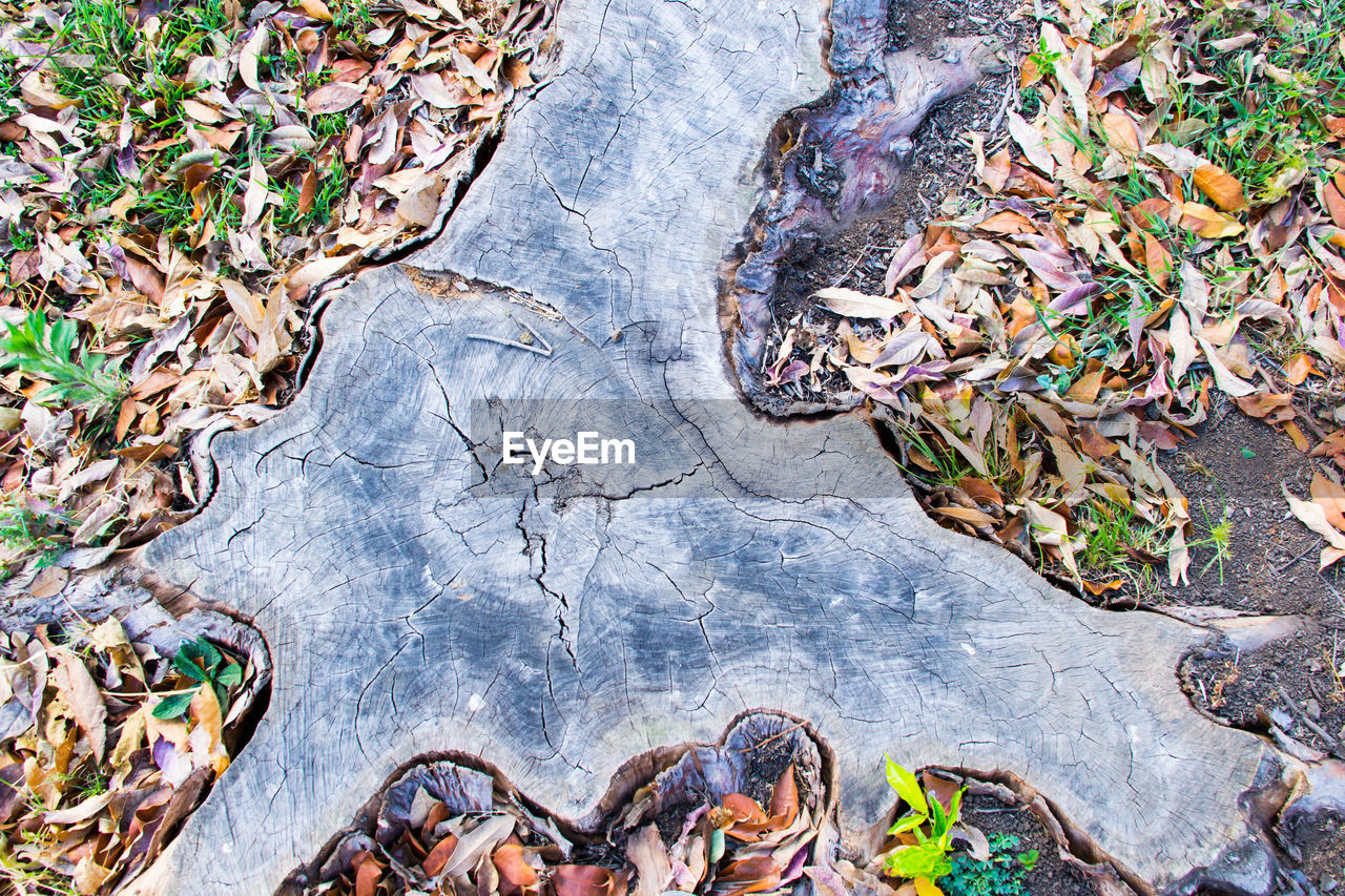 High angle view of tree stump amidst leaves on field
