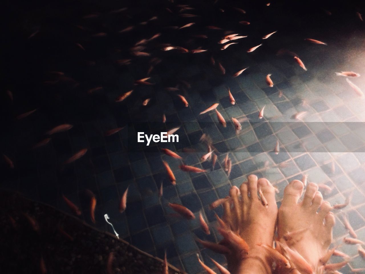 Low section of woman getting fish pedicure in pond