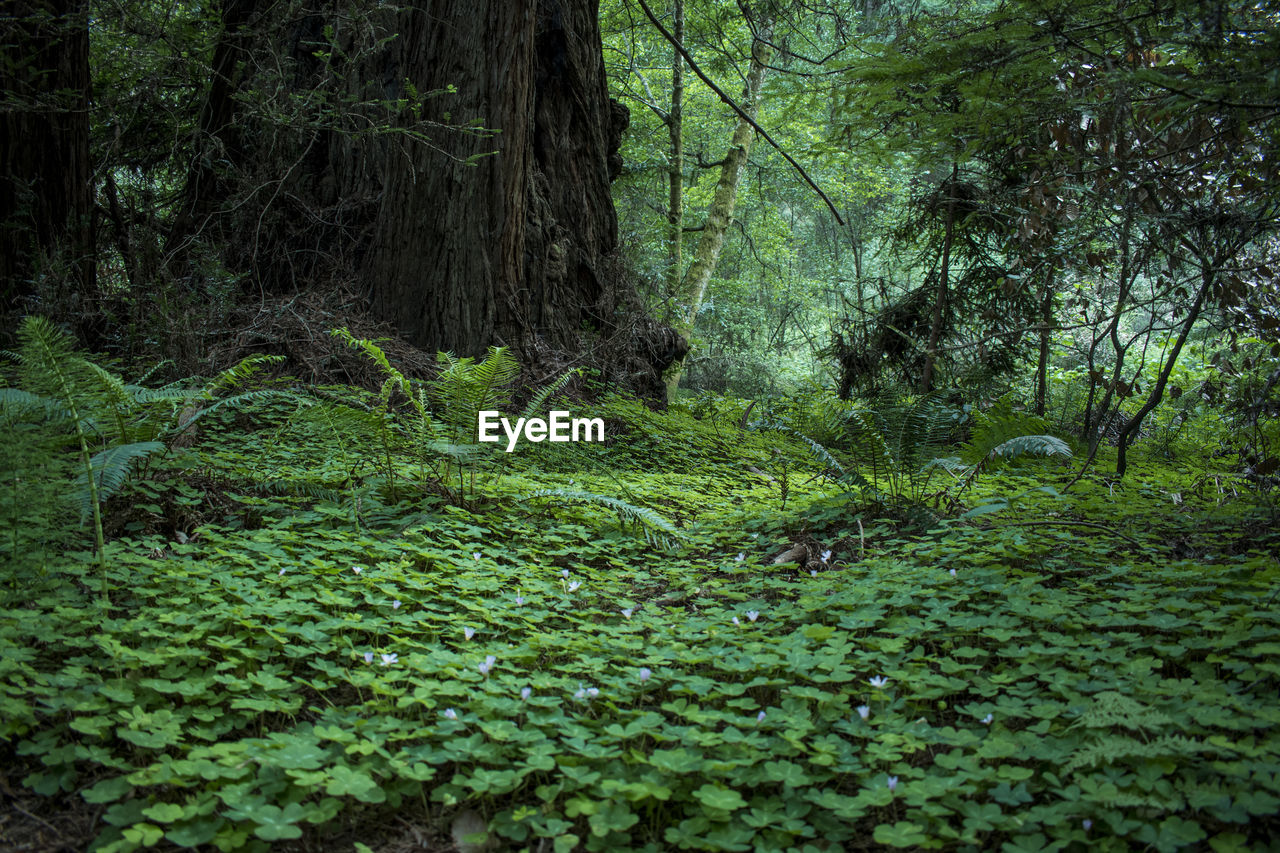 Plants and trees in forest