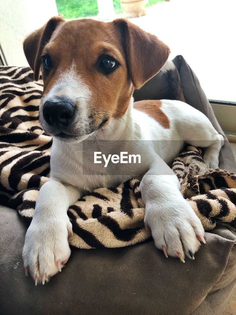 PORTRAIT OF DOG LYING DOWN