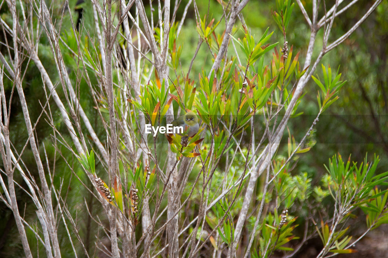 CLOSE-UP OF FRESH GREEN PLANTS