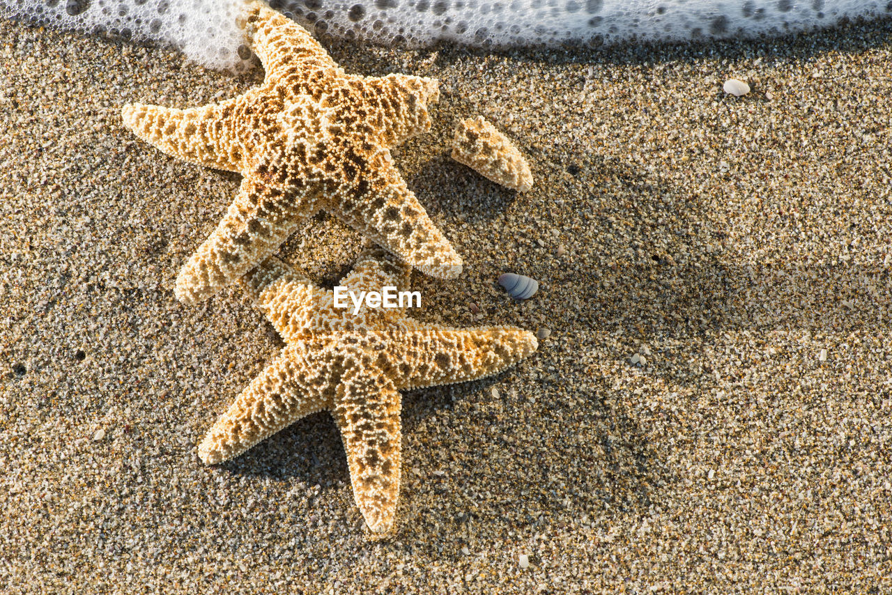 HIGH ANGLE VIEW OF A TURTLE ON SAND