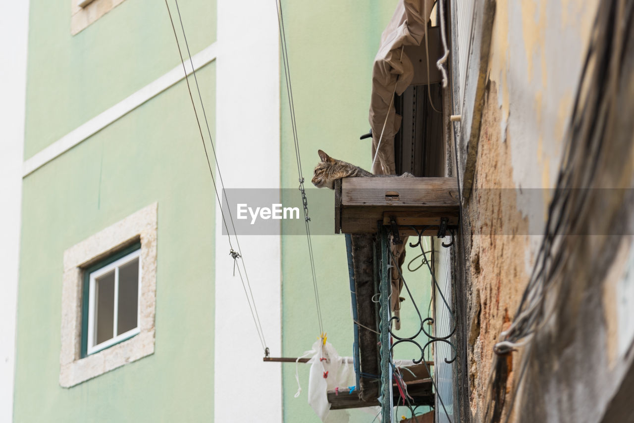 LOW ANGLE VIEW OF A BIRD ON BUILDING