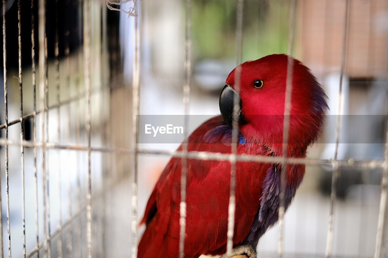 Close-up of a bird in cage