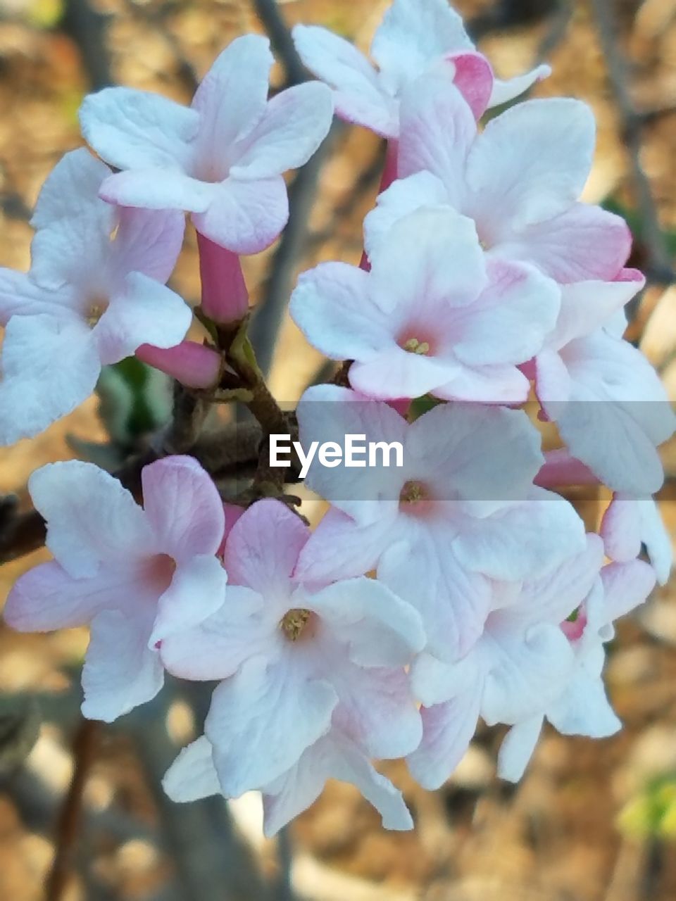 CLOSE-UP OF FLOWERS BLOOMING