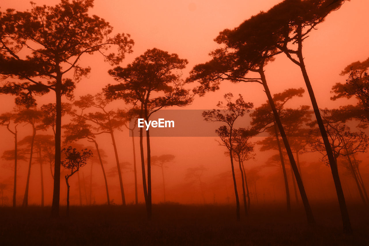 Silhouette trees on field against sky during sunset