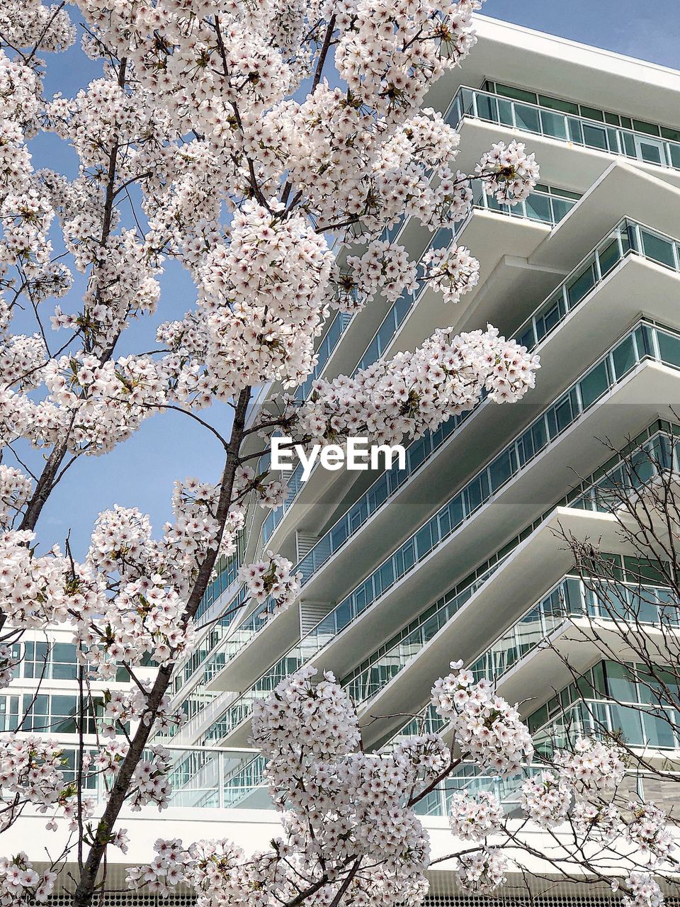 LOW ANGLE VIEW OF WHITE FLOWERING PLANT AGAINST SKY