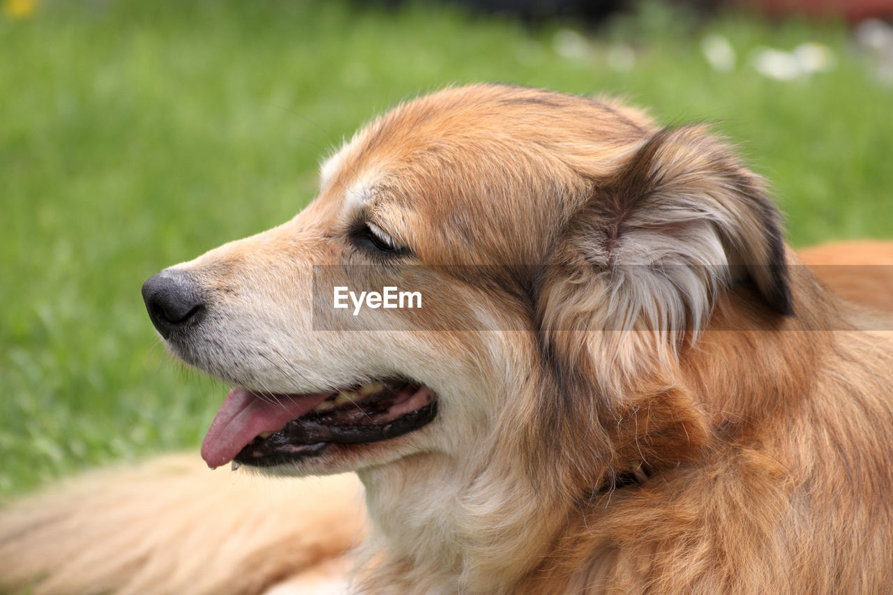 CLOSE-UP OF A DOG LOOKING AWAY OUTDOORS