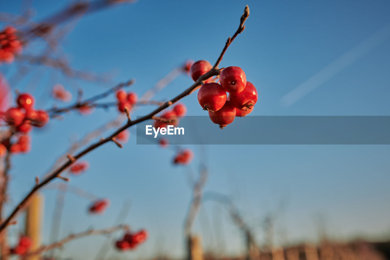 RED BERRIES GROWING ON TREE AGAINST SKY