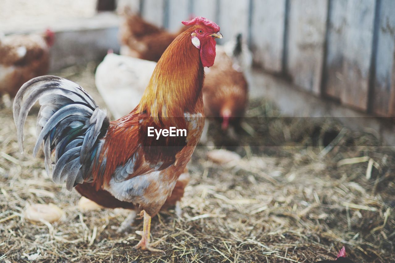 Close-up of rooster on field