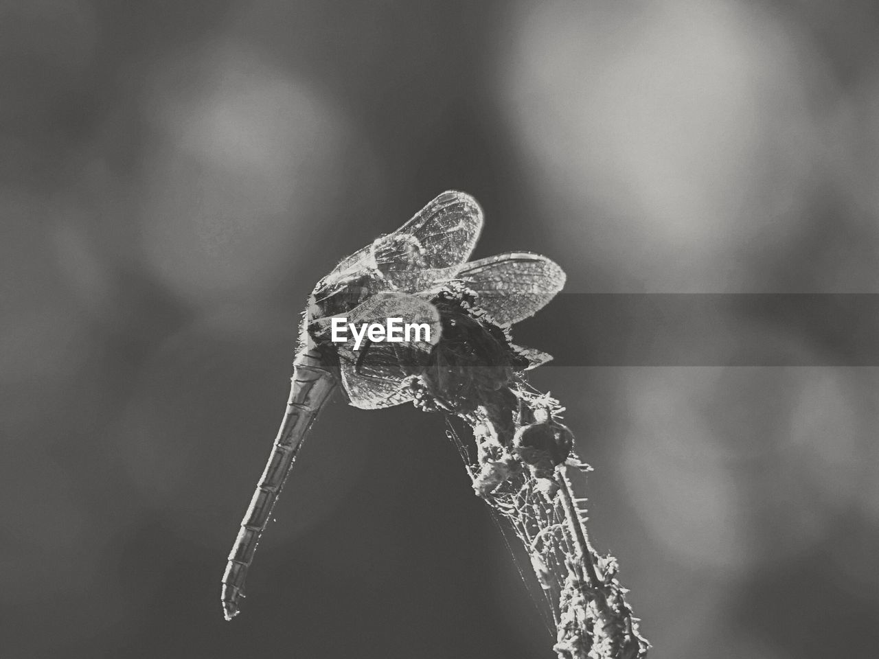 CLOSE-UP OF FROZEN LEAVES