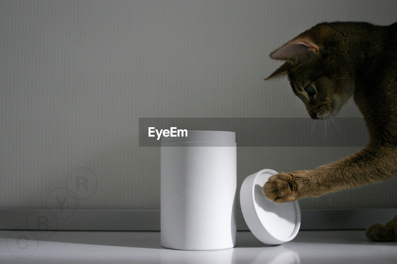 Close-up side view of a cat