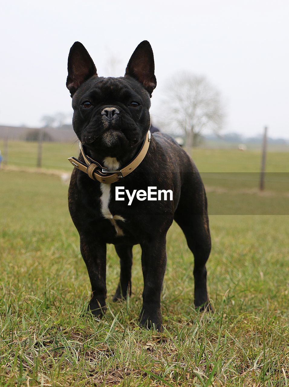 PORTRAIT OF DOG STANDING ON FIELD