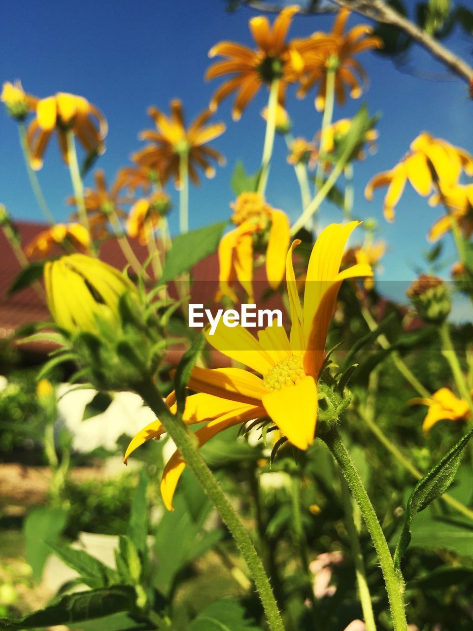 CLOSE-UP OF YELLOW FLOWERS BLOOMING IN PARK