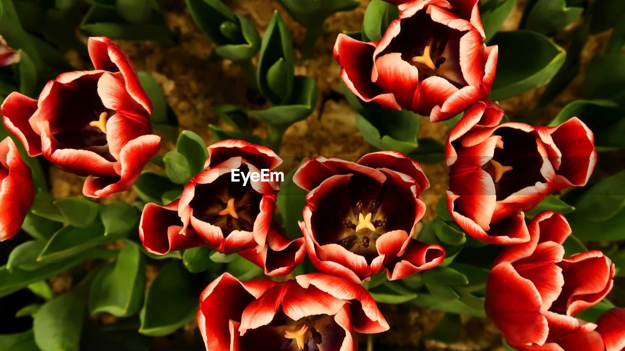 Close-up of pink flowering plants