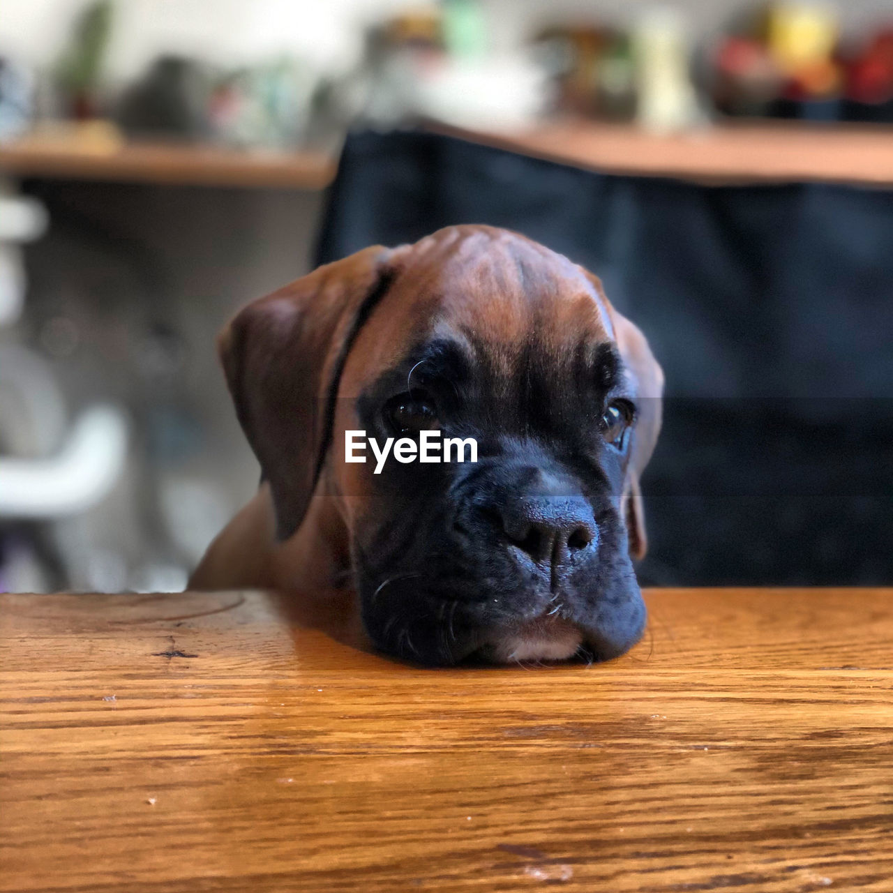 CLOSE-UP PORTRAIT OF DOG LOOKING AWAY