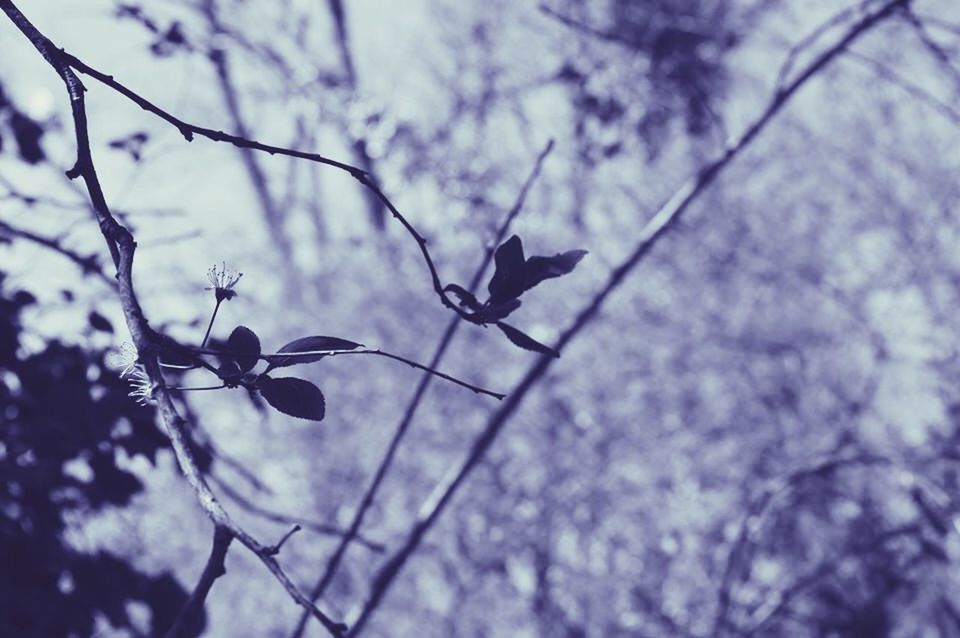 LOW ANGLE VIEW OF BARE TREES AGAINST THE SKY