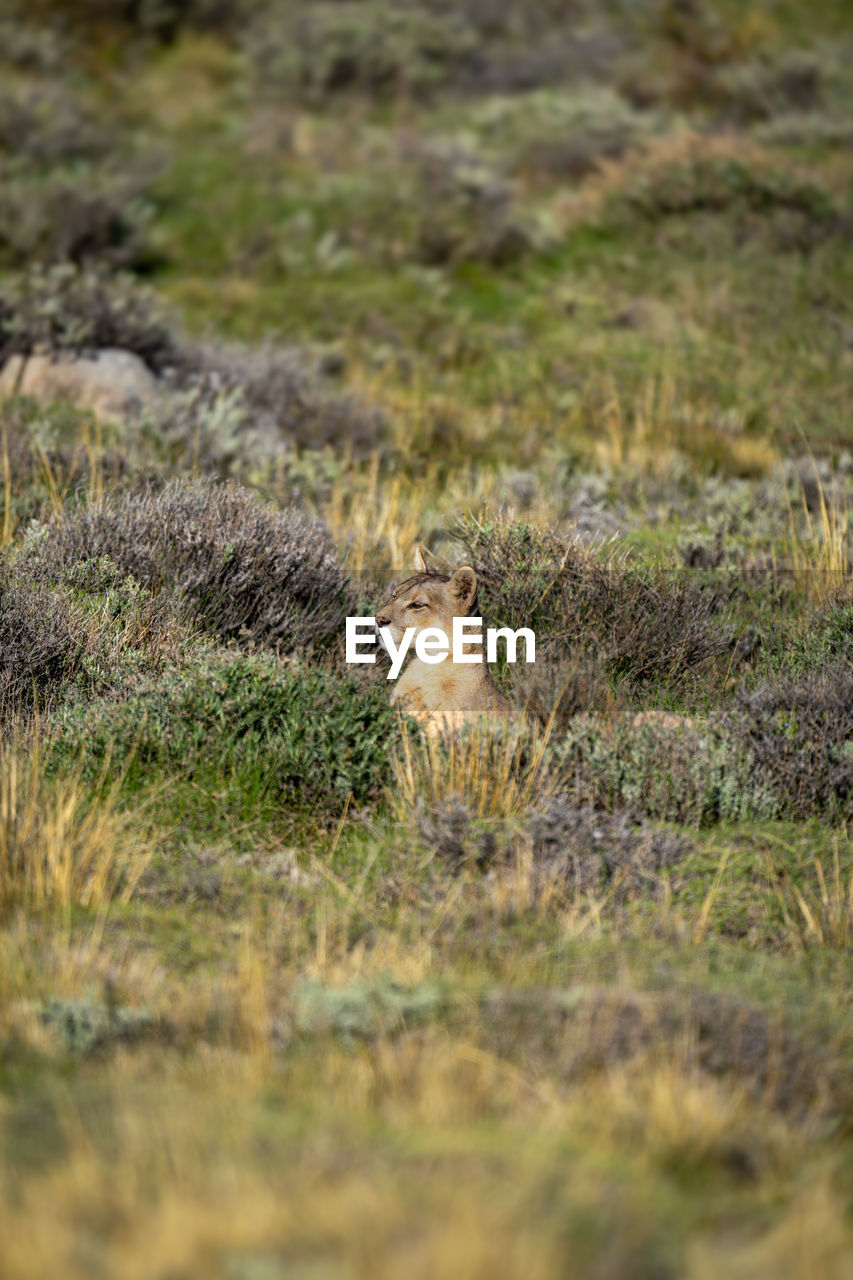 side view of squirrel on field