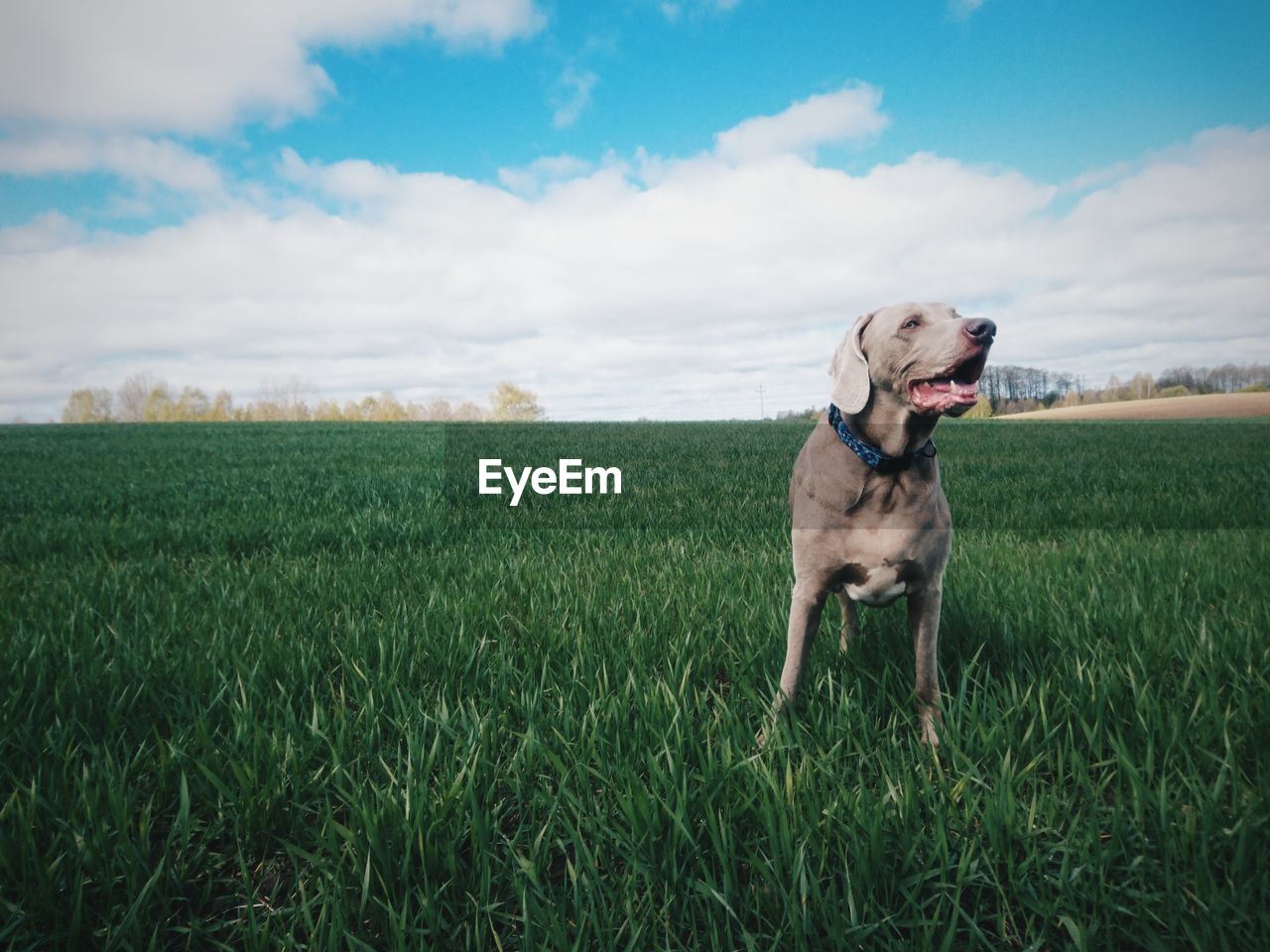 Dog on field against sky