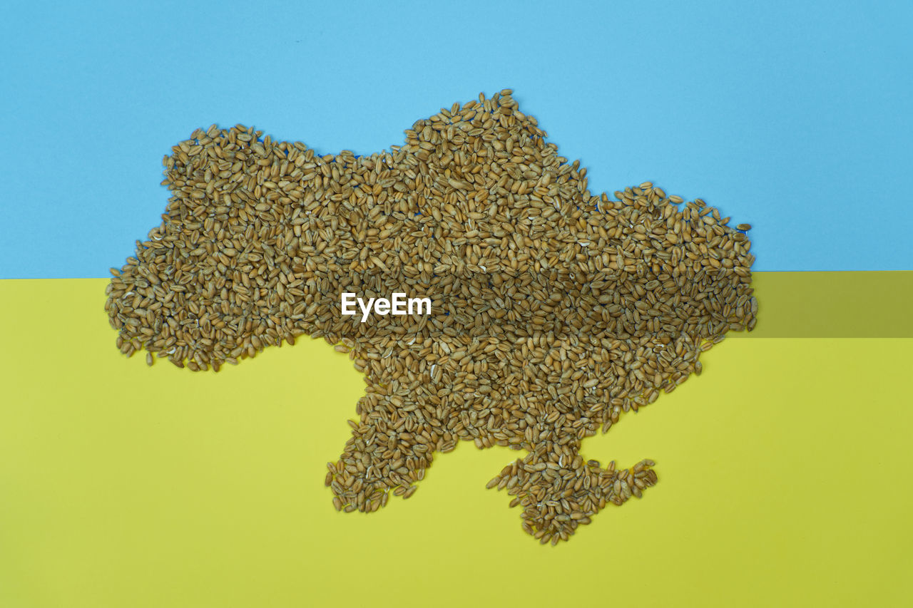 Ukraine's territory in wheat grain with blue yellow background