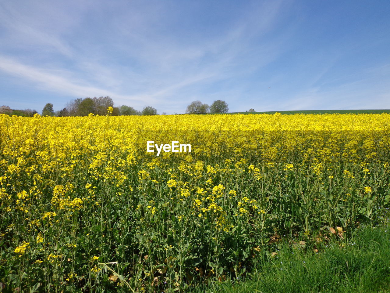 Scenic view of oilseed rape field against sky