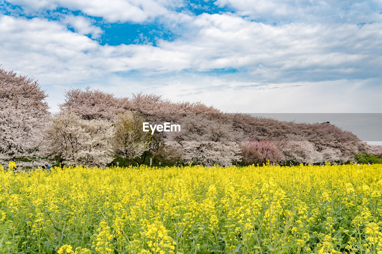 SCENIC VIEW OF OILSEED RAPE FIELD