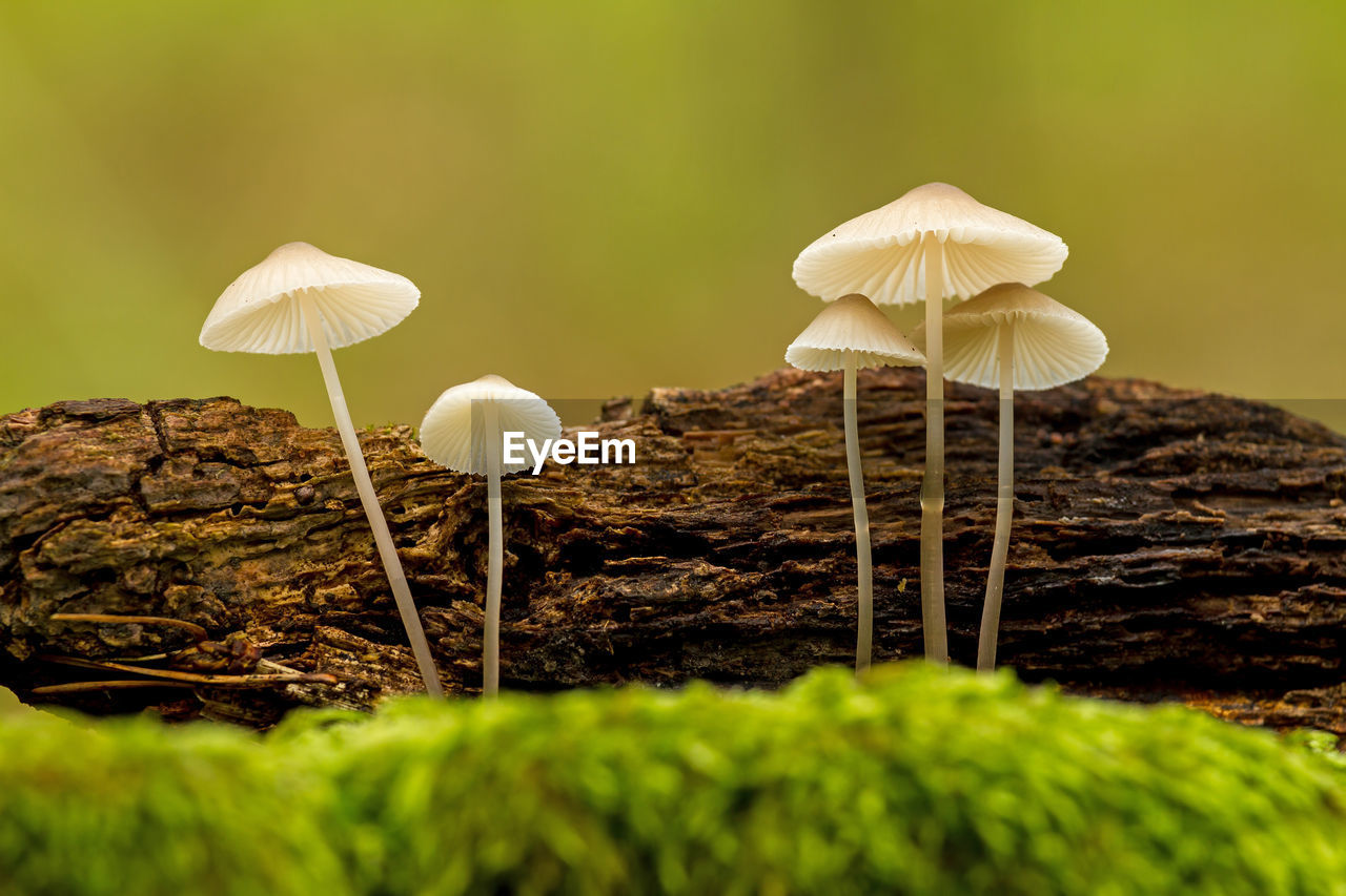 Beautiful closeup of forest mushrooms. mushrooms photo, forest photo, forest background