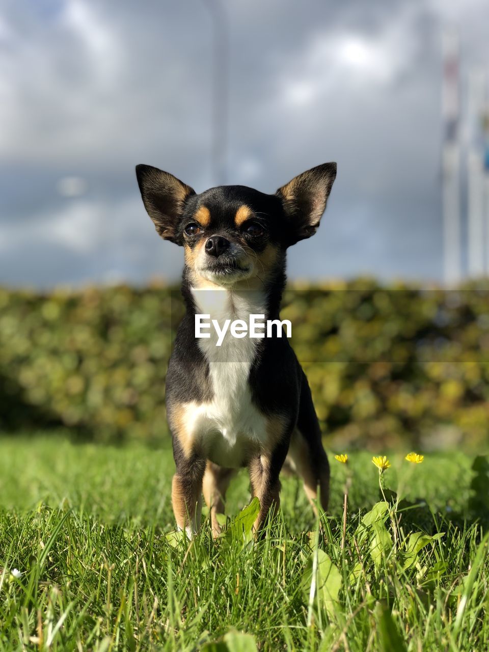 PORTRAIT OF DOG ON GRASS