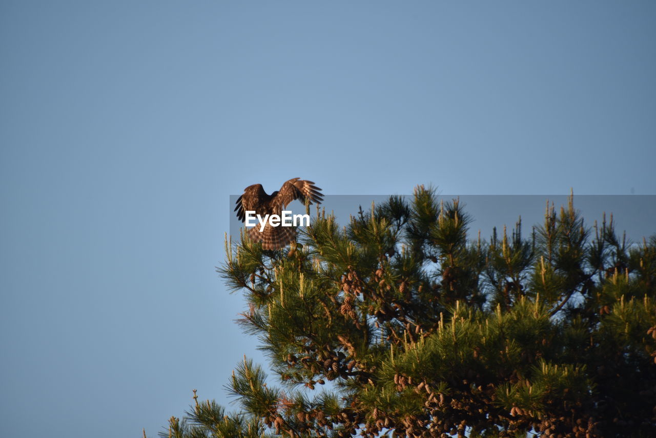LOW ANGLE VIEW OF BIRD ON PLANT AGAINST SKY