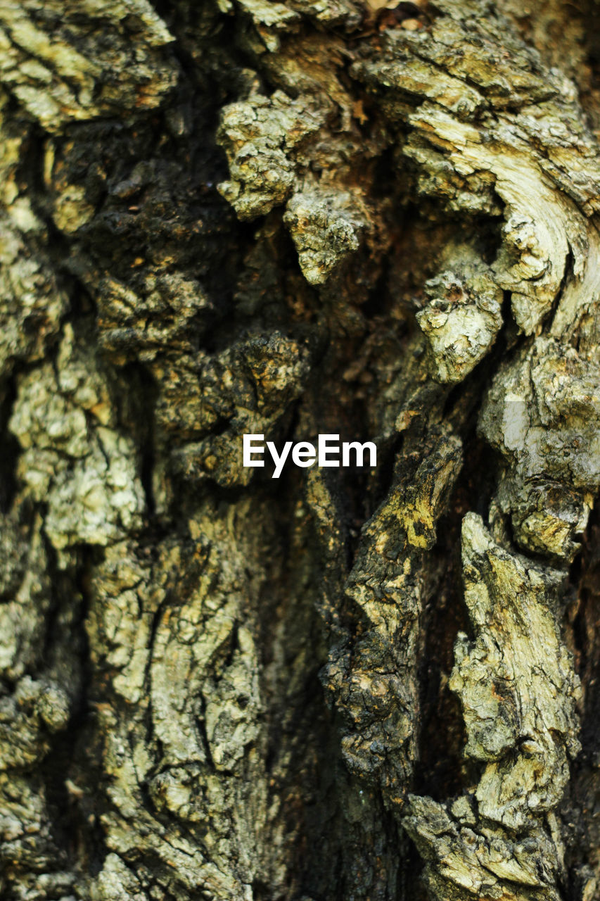 CLOSE-UP OF TREE BARK