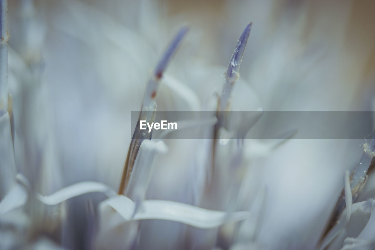 CLOSE-UP OF WHITE FLOWERS ON PLANT