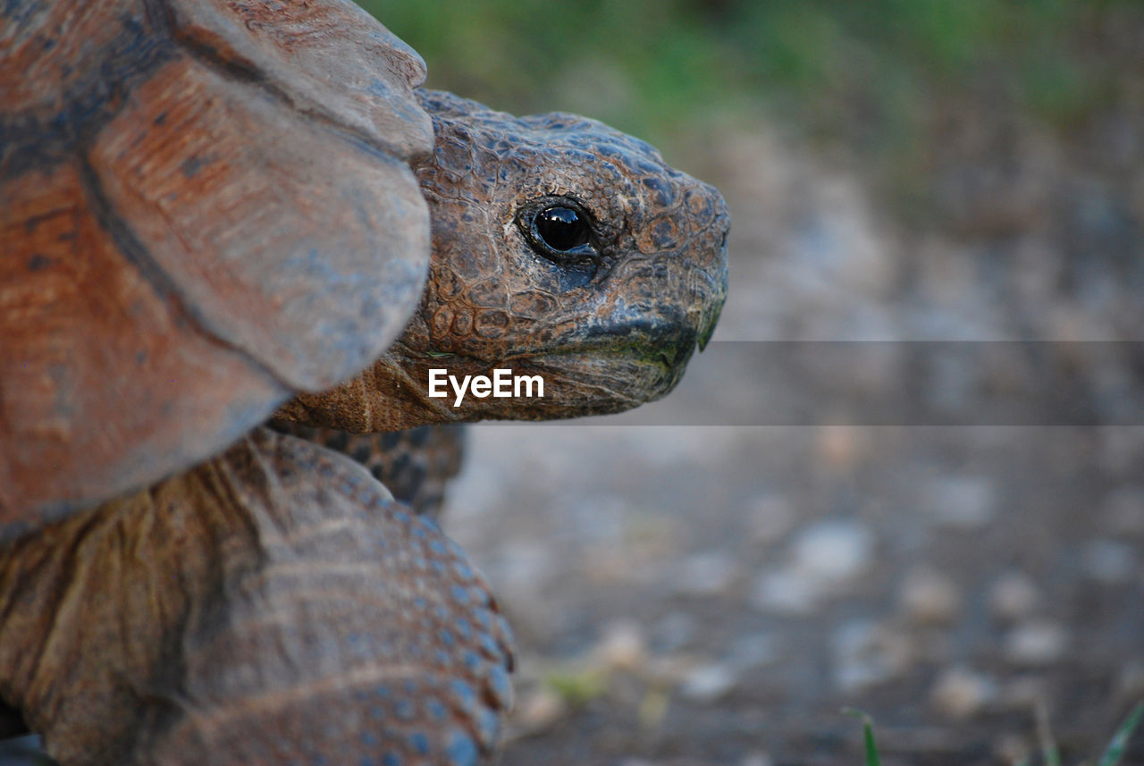 Close-up of tortoise