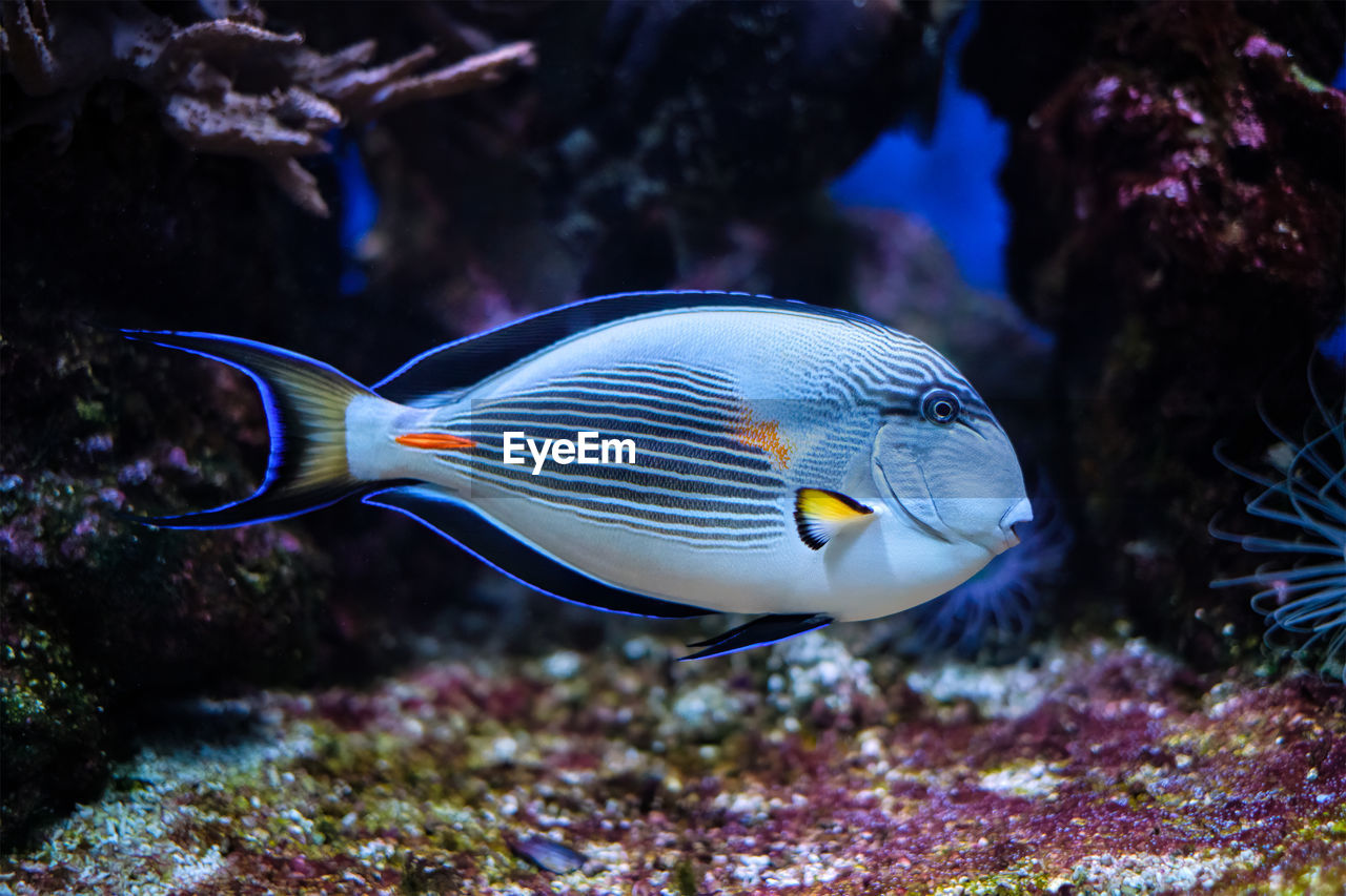 Sohal surgeonfish underwater