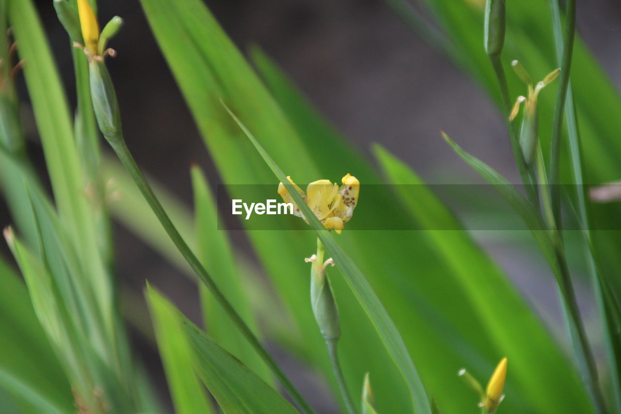 CLOSE-UP OF INSECT ON GREEN GRASS