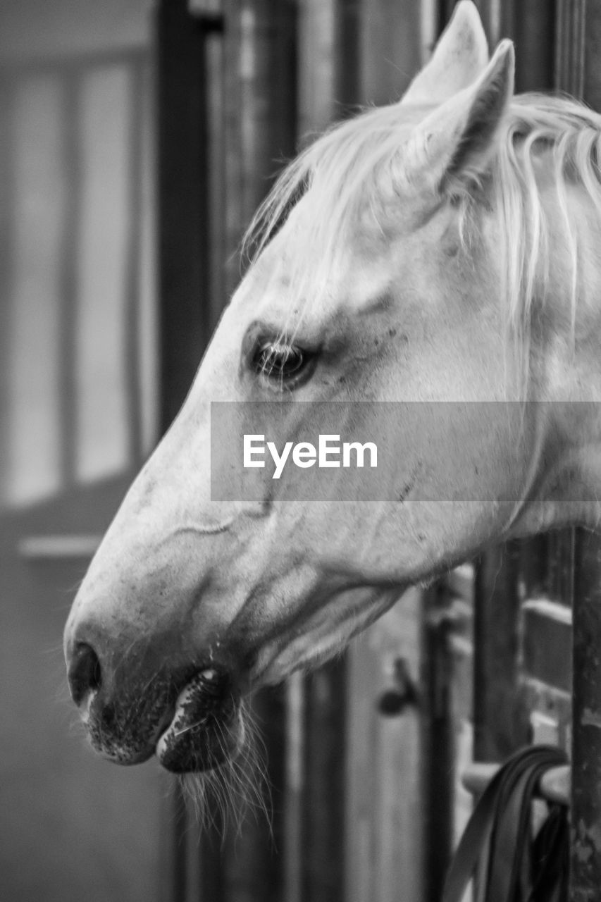 CLOSE-UP OF HORSE IN MOUTH