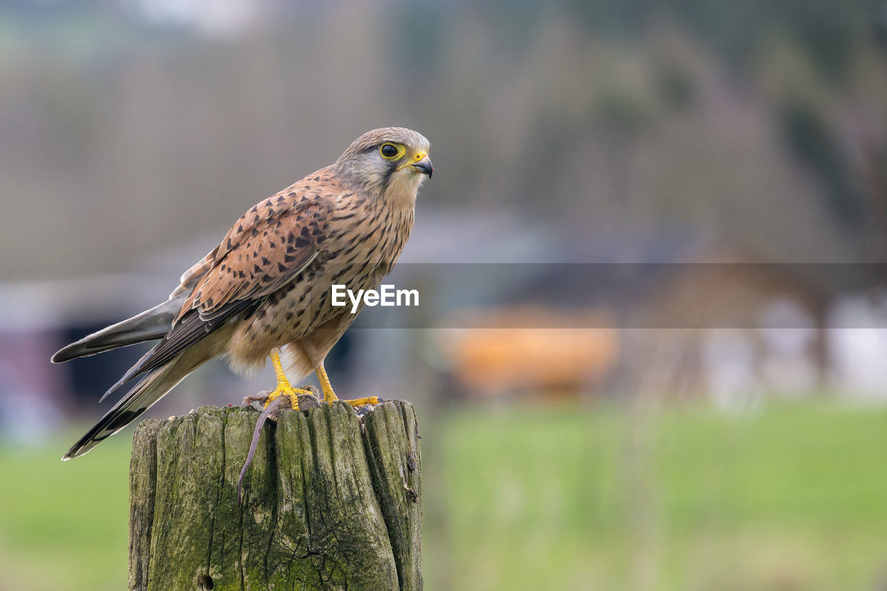 Male kestrel, falco tinnunculus, perched on a gate post