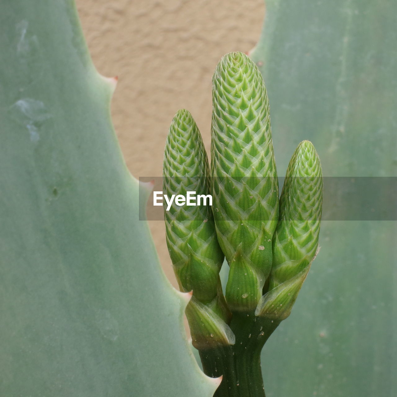 CLOSE-UP OF PRICKLY PEAR CACTUS IN GARDEN