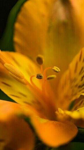 CLOSE-UP OF YELLOW FLOWERS