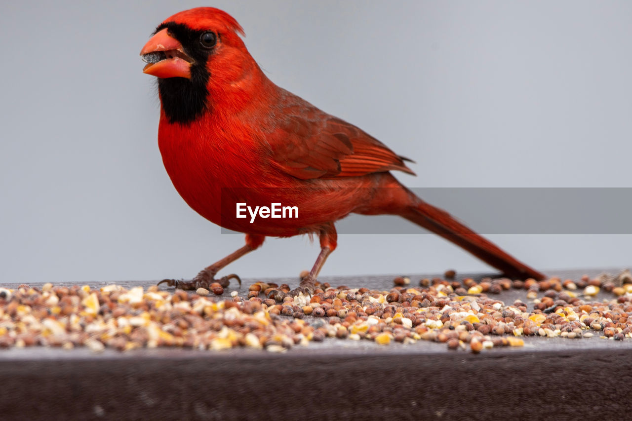 CLOSE-UP OF A BIRD PERCHING ON A WALL