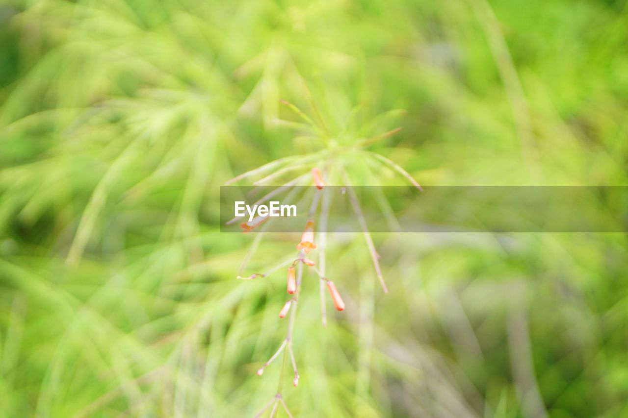 CLOSE-UP OF PLANT