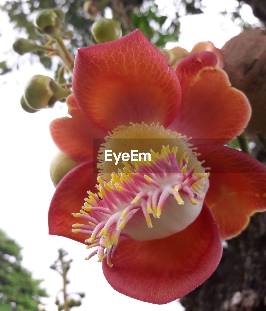 CLOSE-UP OF FLOWER