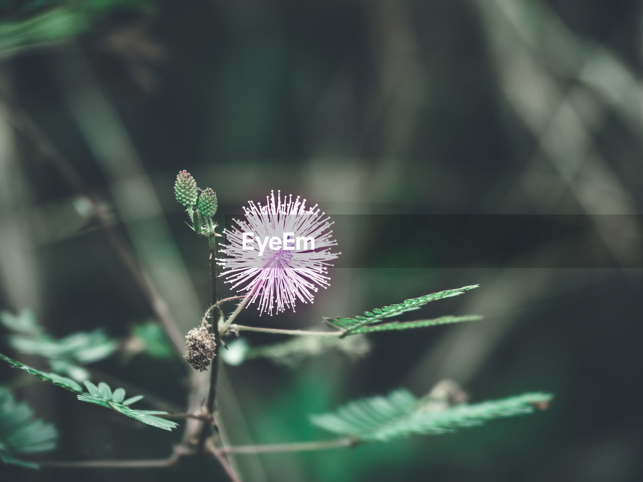 CLOSE-UP OF PURPLE THISTLE