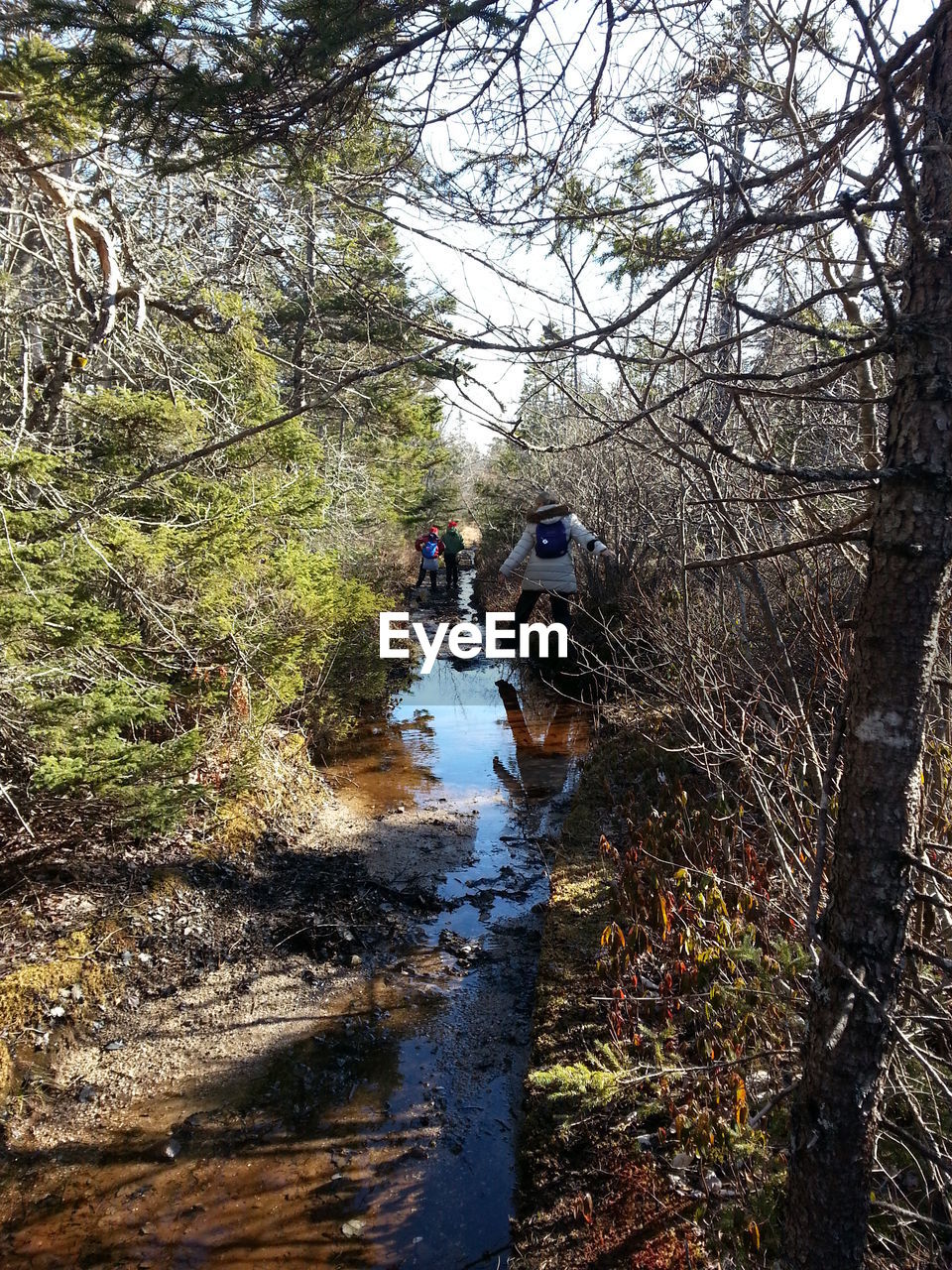 Rear view of woman hiking over stream amidst plants in forest