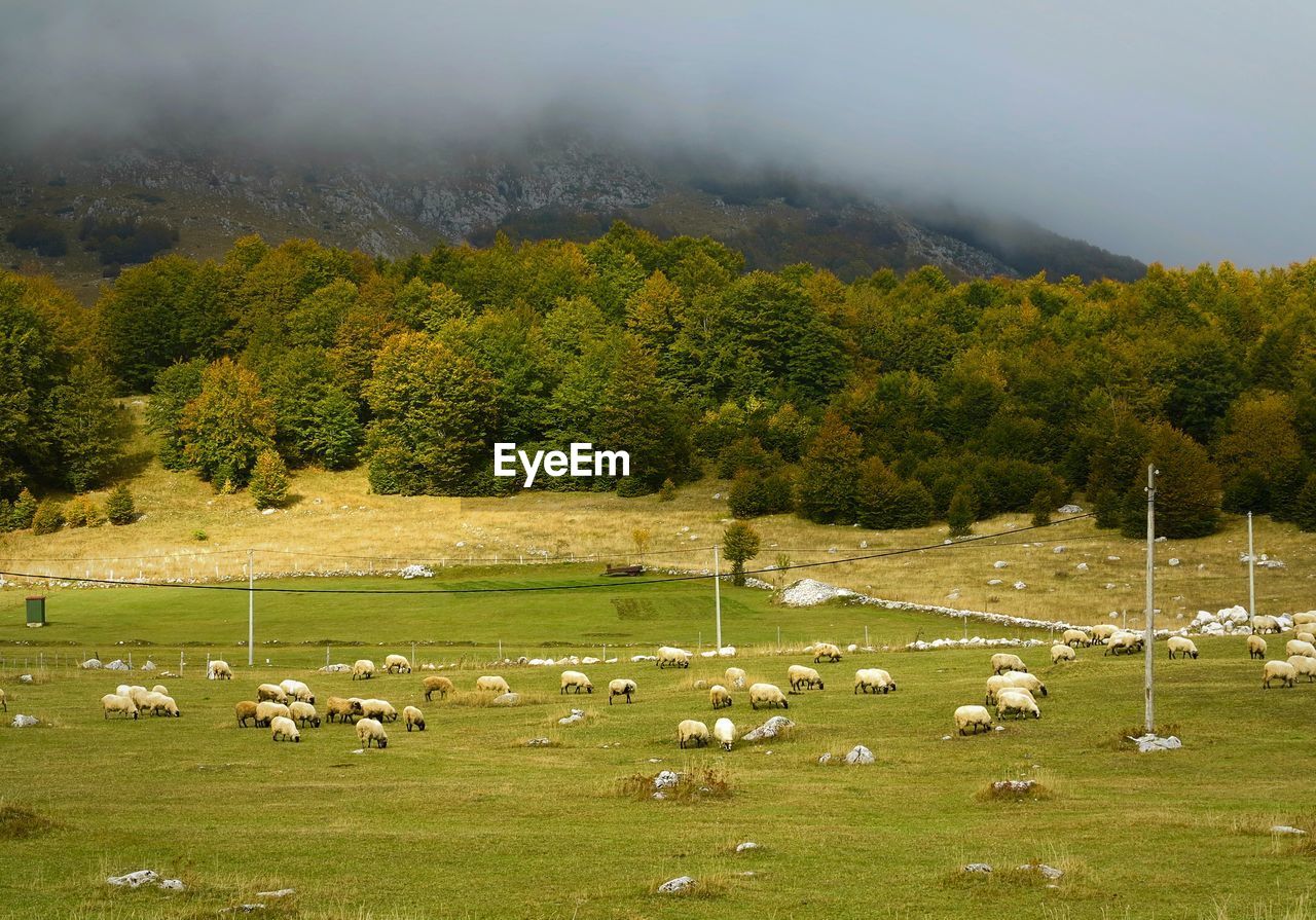 Flock of sheep in a farm