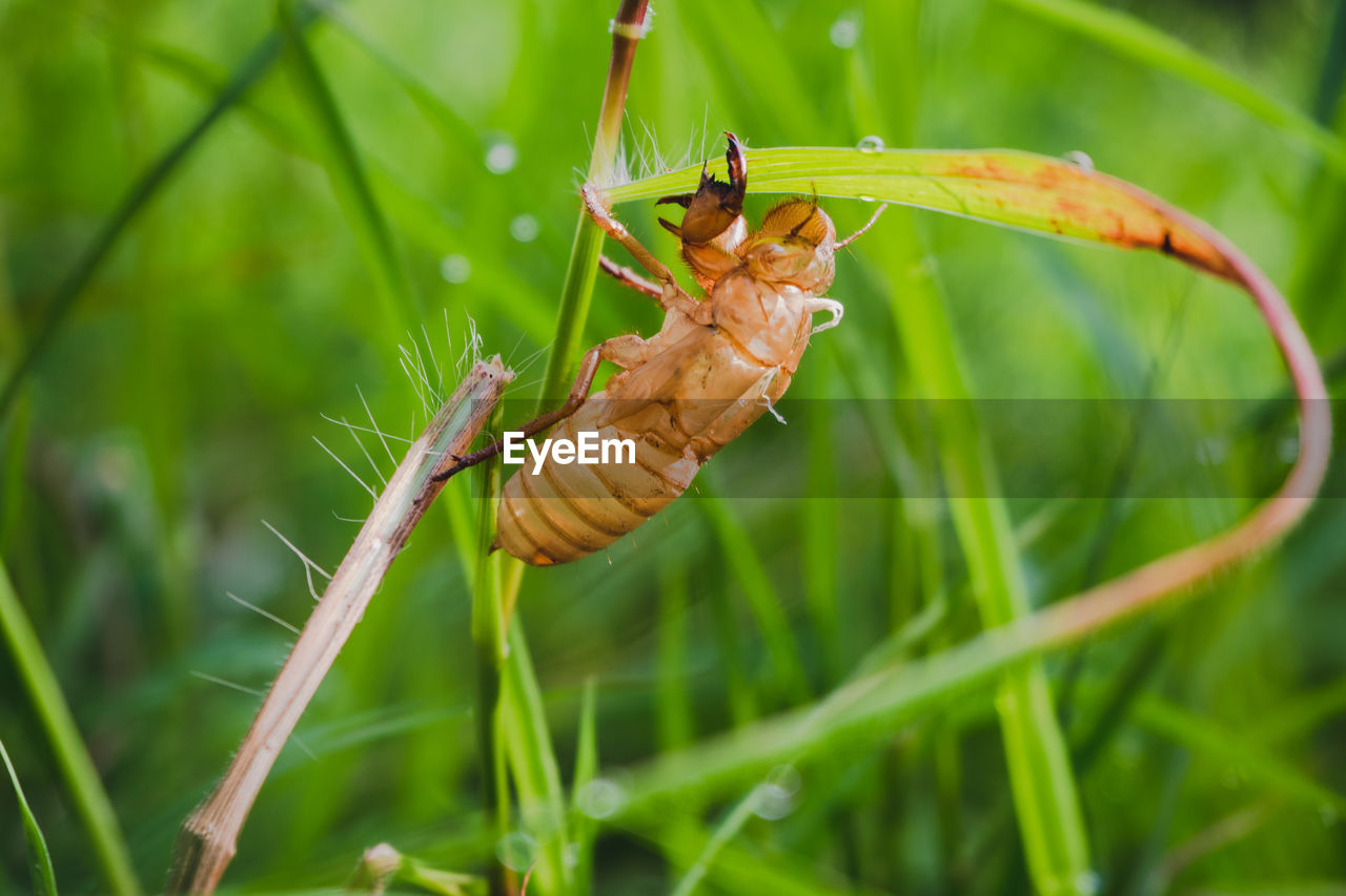 Close-up of insect on plant