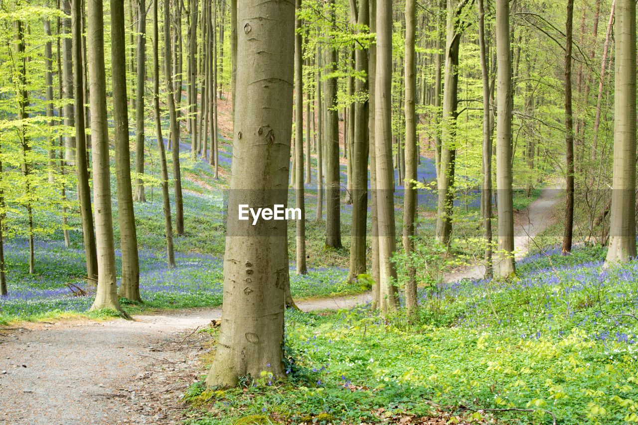 Trees growing in forest