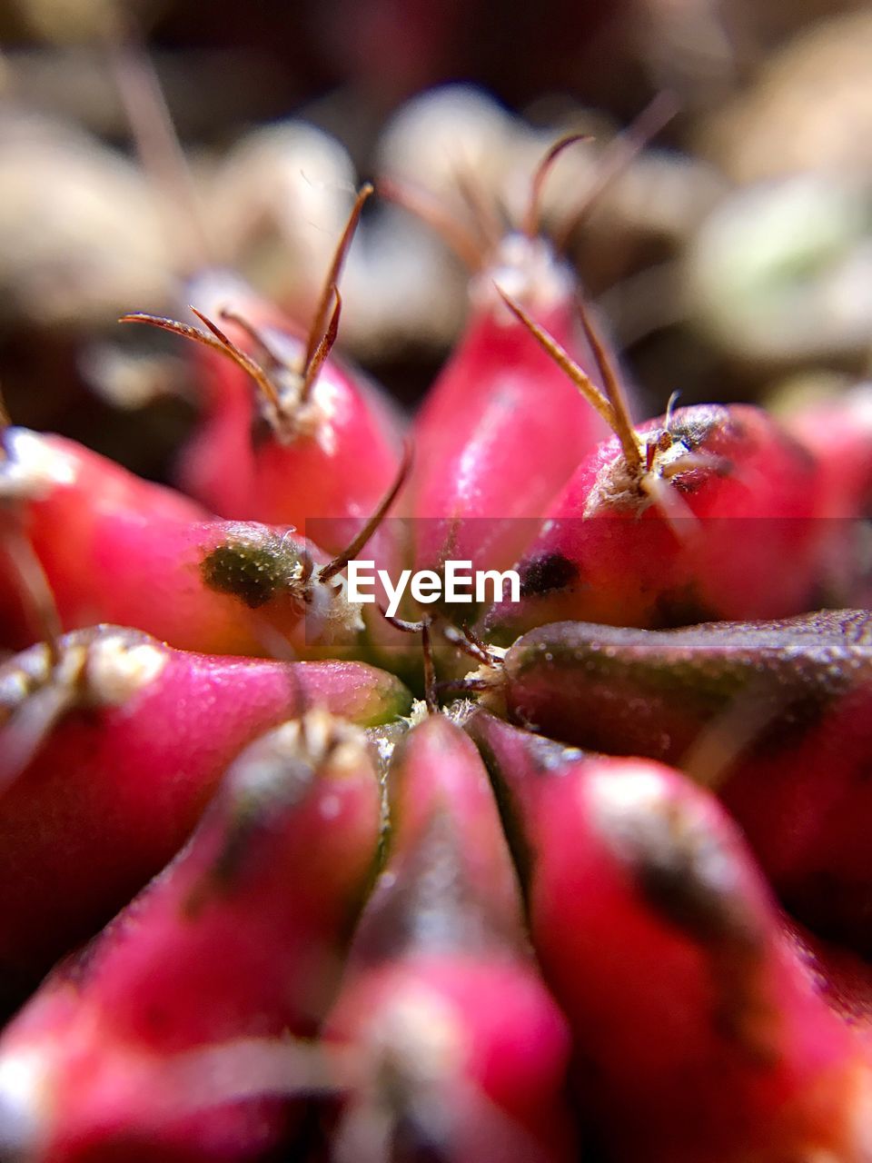 CLOSE-UP OF RED BERRIES ON FLOWER