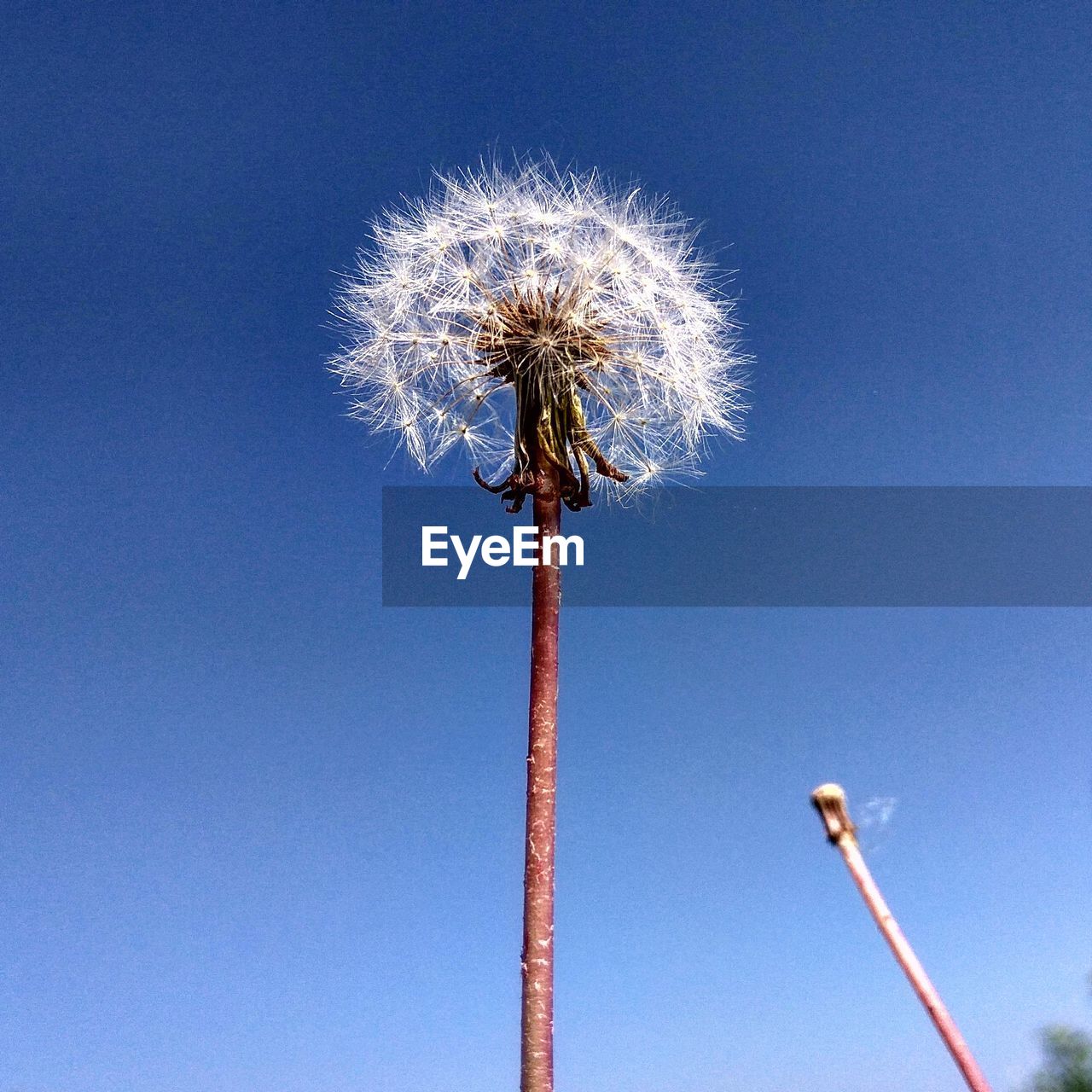 LOW ANGLE VIEW OF DANDELIONS